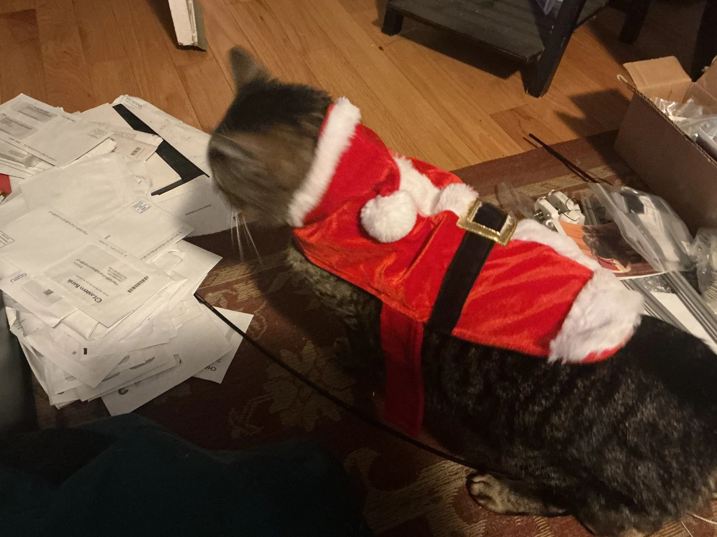 Joe, the house's Vice President and chief mouser, going over paperwork.