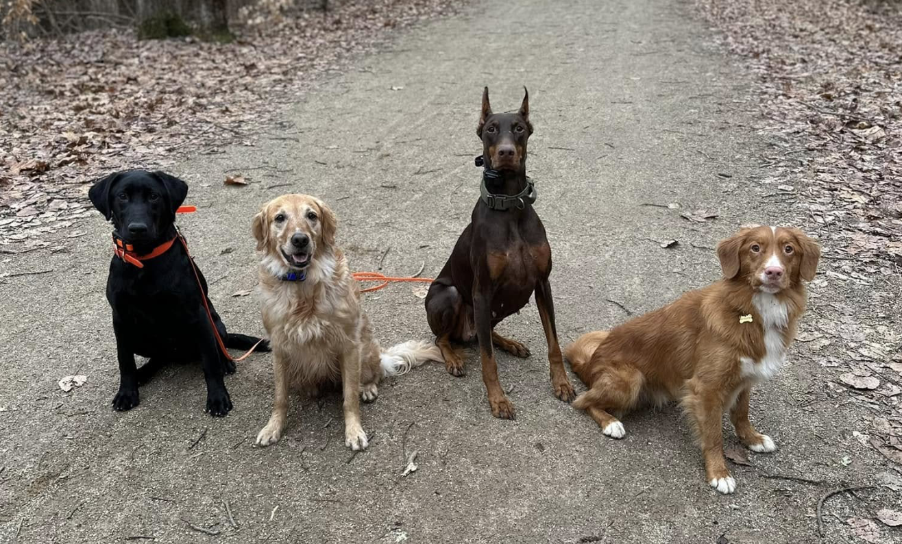 Four dogs sitting on a dirt path in a wooded area during daytime.