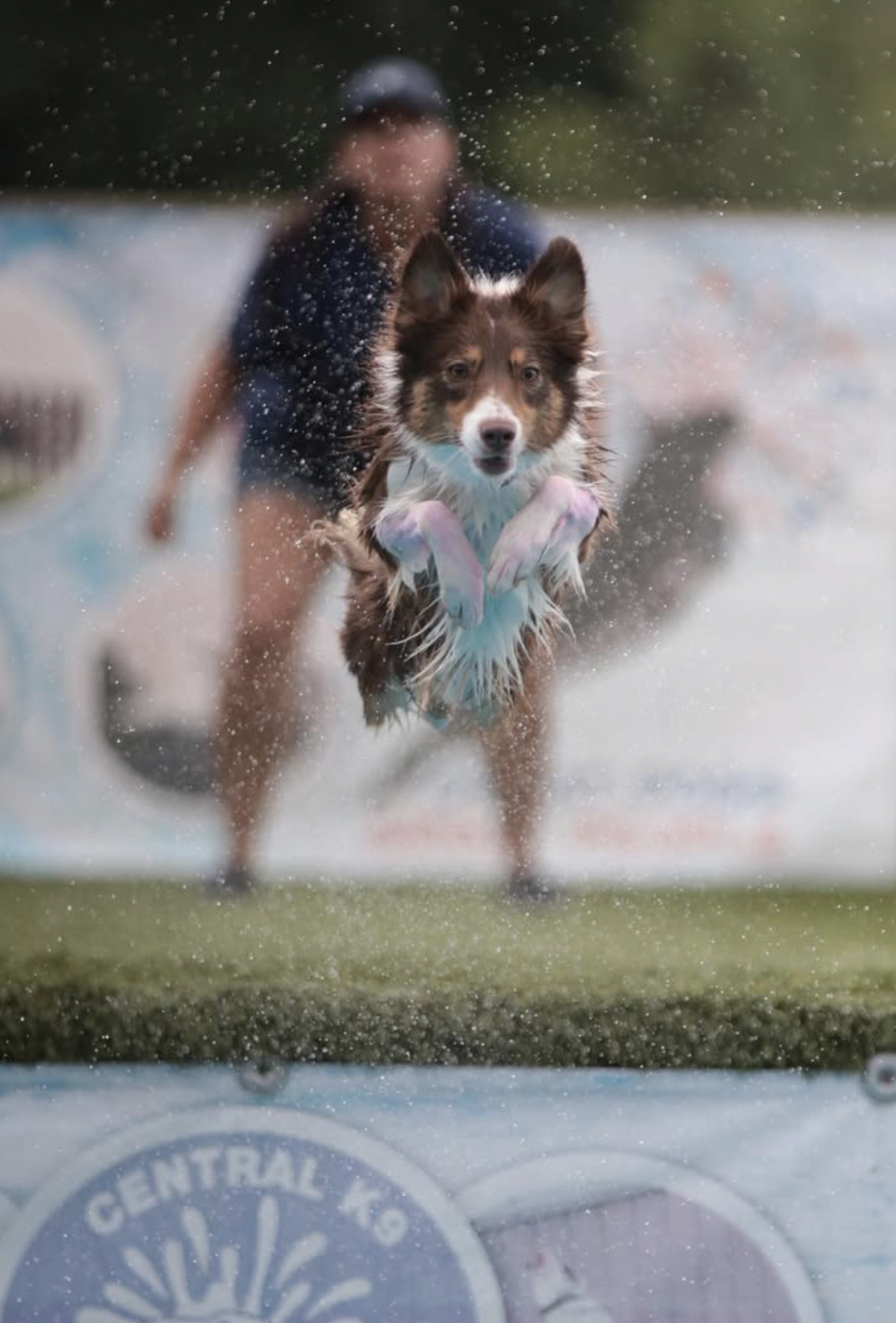 A dog with brown and white fur jumping out of water, captured mid-air during a splash, with a person in the background wearing a cap and shirt, blurred due to focus on the dog.