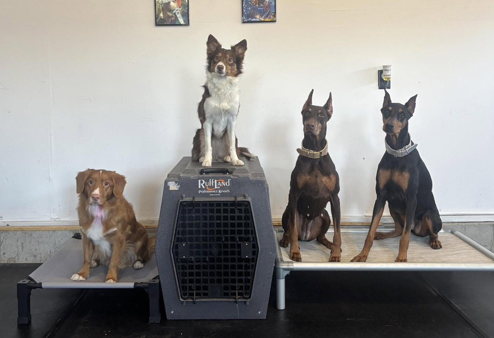 Four dogs posing indoors, one on a raised platform in the center and two sitting on the floor to the right, with one on a table on the left. The background is a plain wall with three framed pictures. The dog on the platform is sitting on a kennel box, that says 'Ruff Land Performance Kennels'.