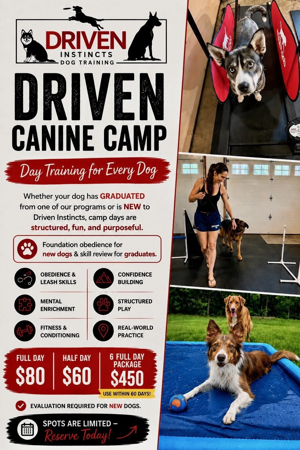 Poster advertising Driven Instincts dog training camp with images of dogs and a woman training dogs in a gym and outdoor setting