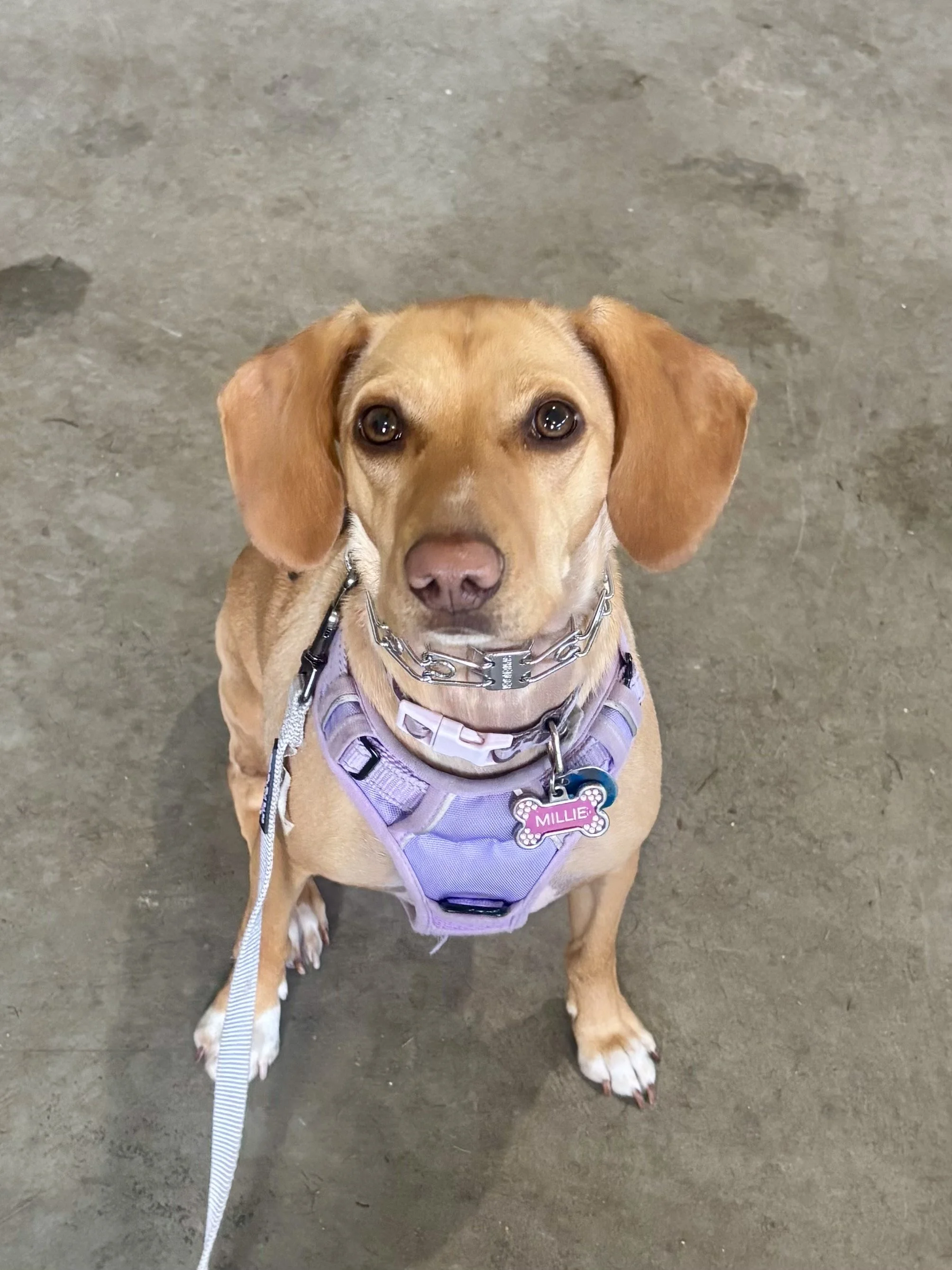 A tan and white dog with floppy ears wearing a purple harness and a pink dog tag that says MILLIE, sitting on a concrete floor, looking up at the camera.
