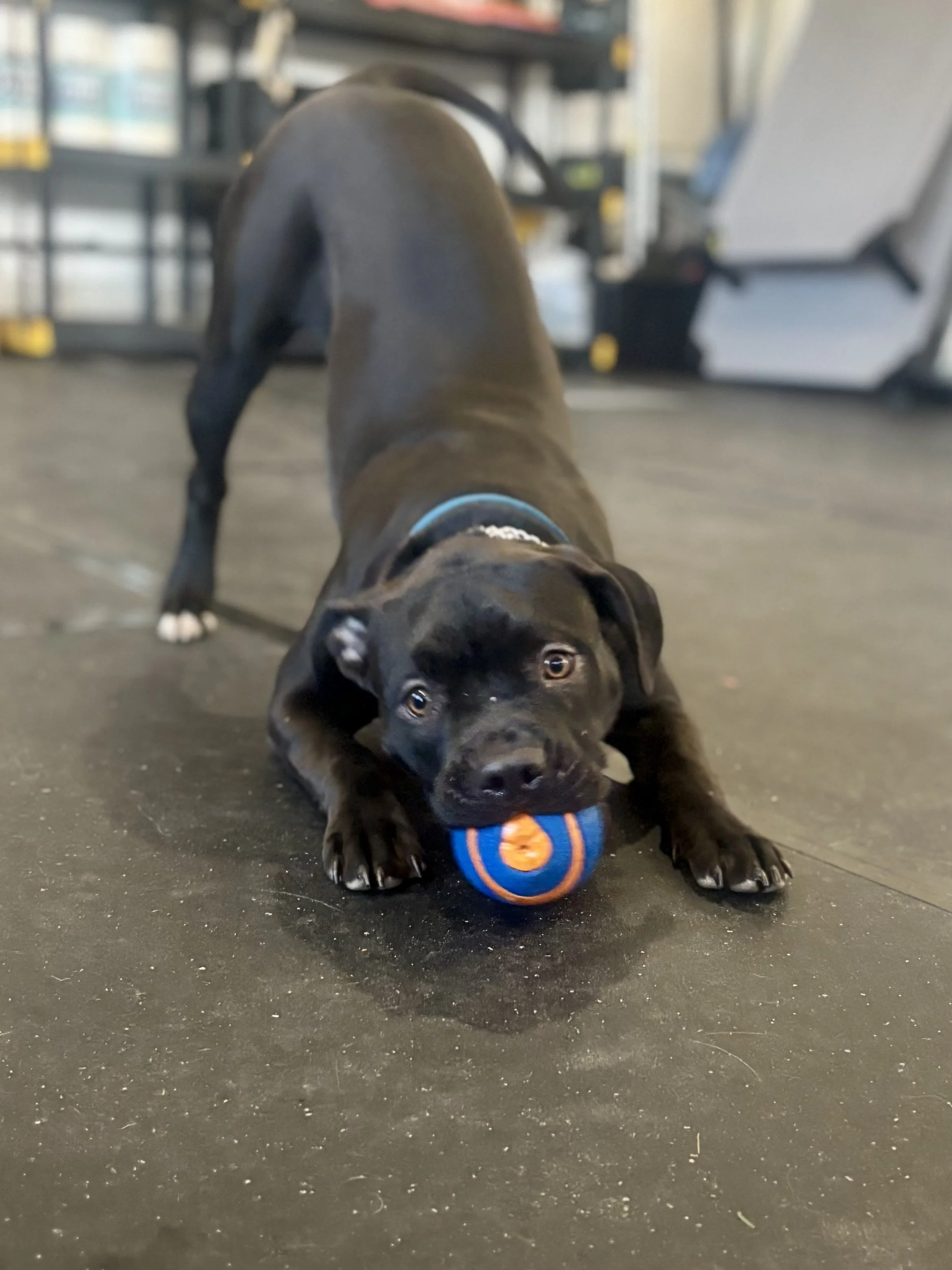 A black puppy with white paws playing with a blue and orange ball on a black floor.
