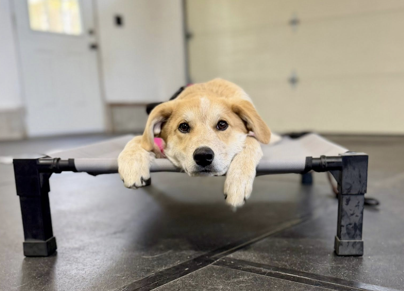 A puppy lying down on a raised dog bed in a garage or similar indoor space.