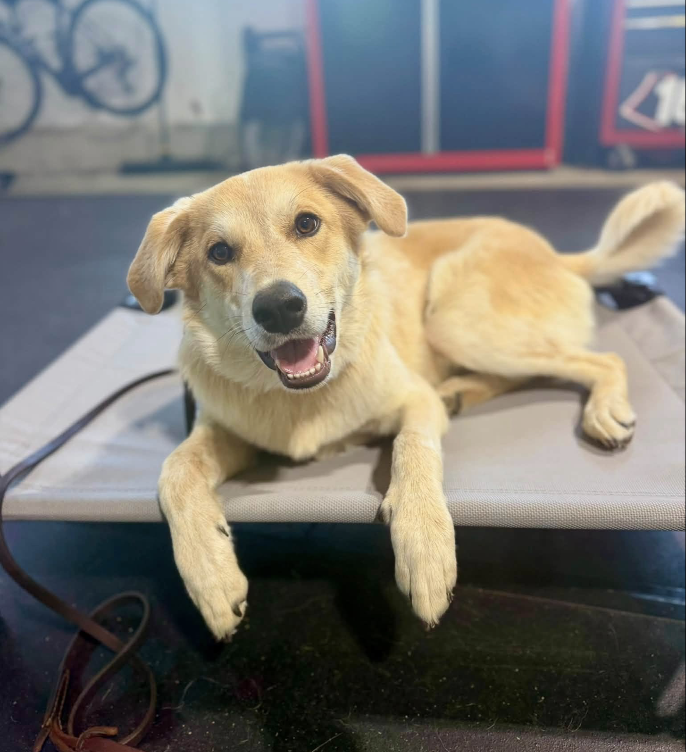 A happy tan-colored dog lying on a grooming table with a cheerful expression.