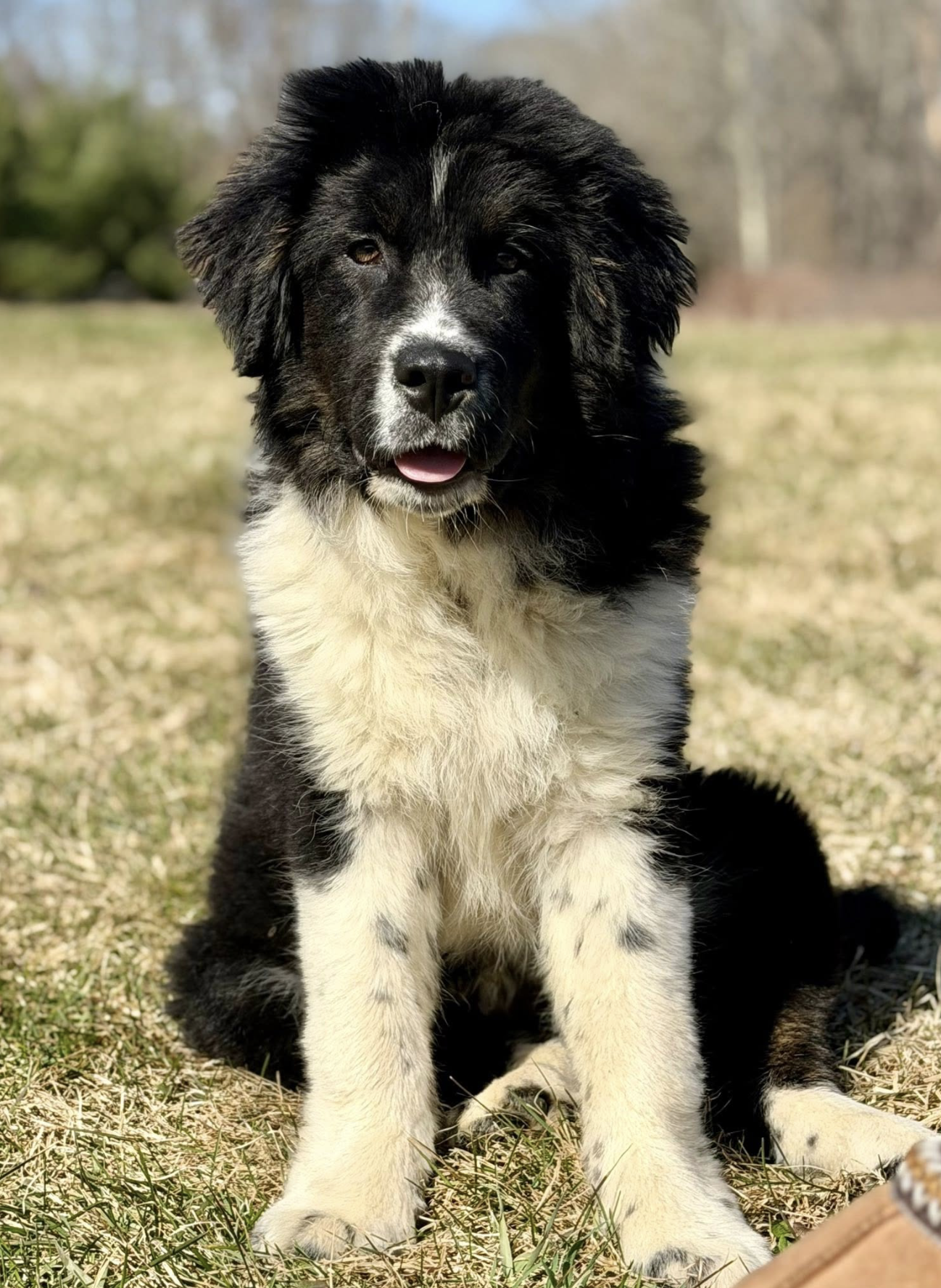 A young black and white Australian Shepherd puppy sitting outdoors on grass with trees in the background.