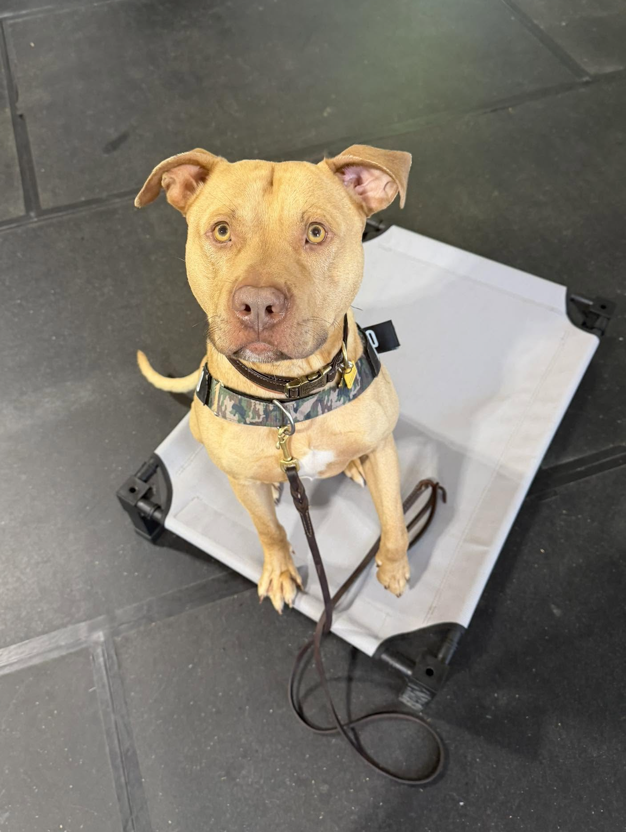 A tan dog with light-colored eyes sitting on a white platform, looking up at the camera. The dog is wearing a camo-patterned collar with a yellow tag, and a leash is attached. The background appears to be a dark tile floor.