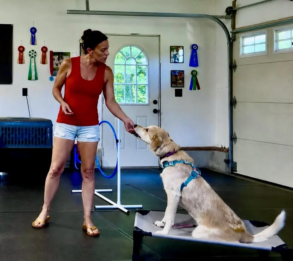 A woman training a golden retriever in a garage with dog ribbons on the wall.