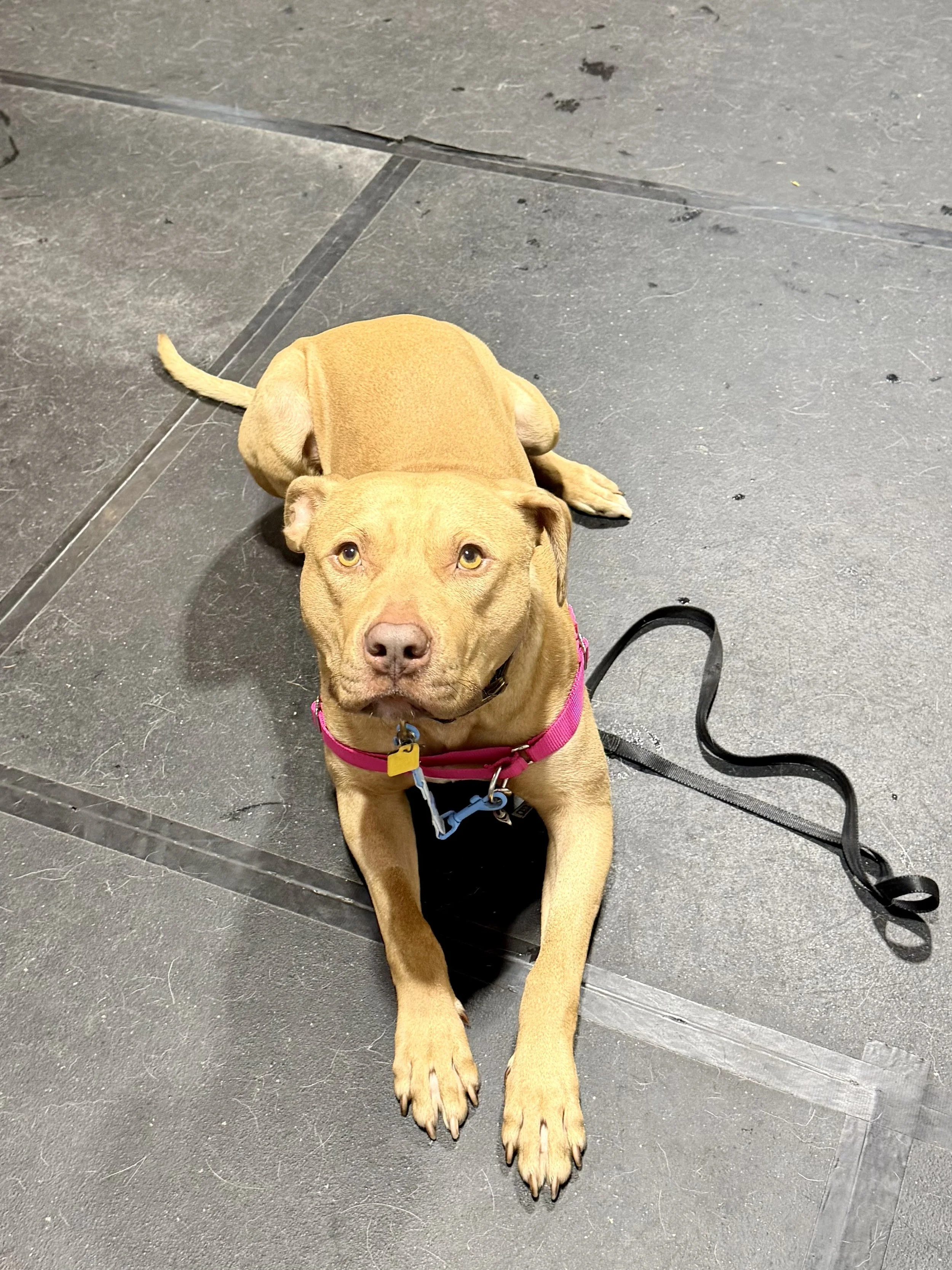 A brown dog lying on the dark gray floor with its front paws stretched out, wearing a pink harness and a blue tag, looking directly at the camera.