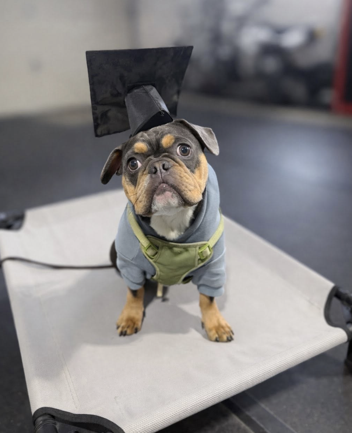 A cute dog wearing a grey hoodie and a green harness, sitting on a grooming table. The dog has a black graduation cap with a black tassel on its head, and is looking up with a curious expression.