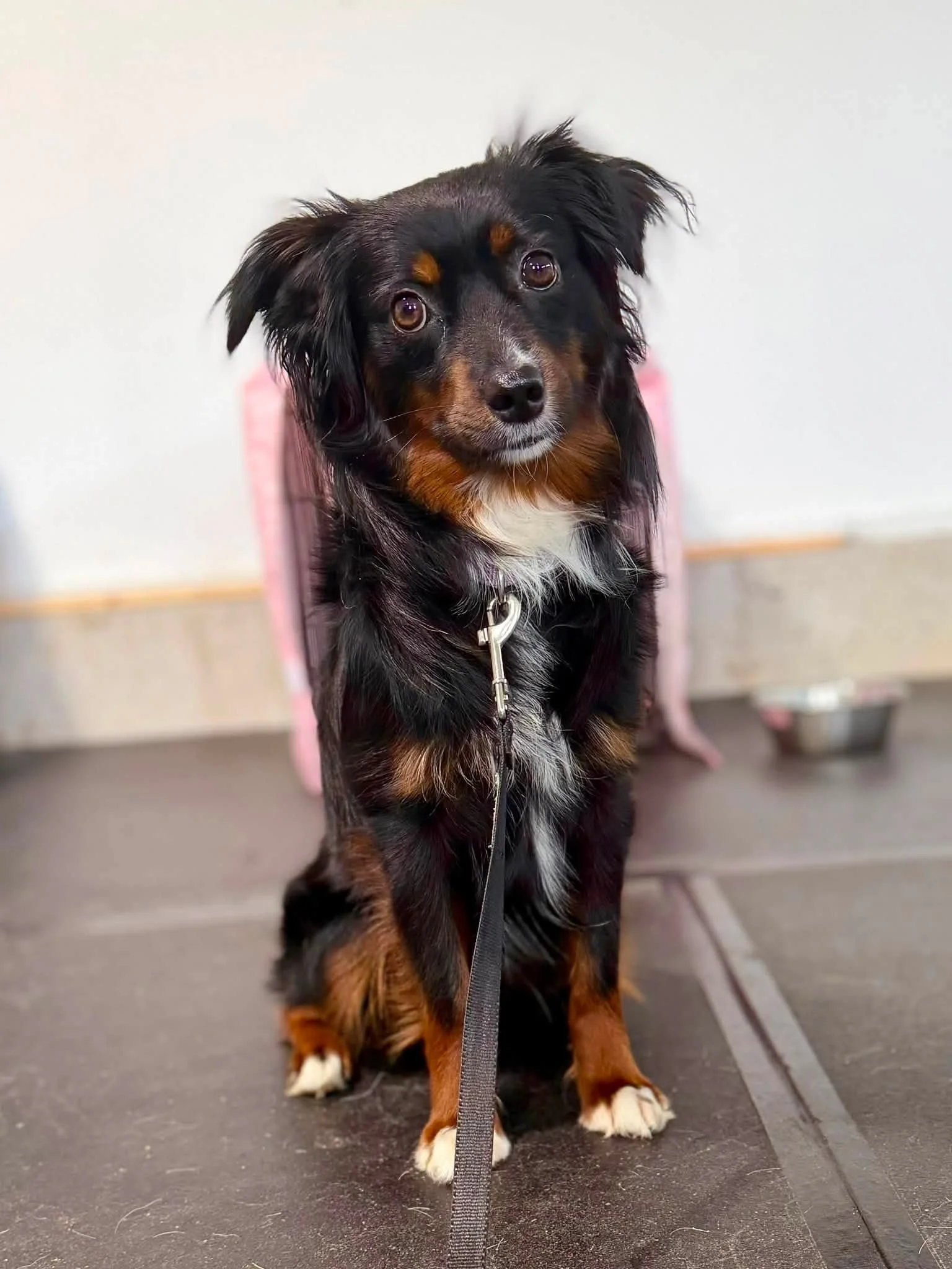 A black and tan dog with a white chest sitting on a dark floor in front of a plain light wall, looking at the camera with a brown collar and leash.