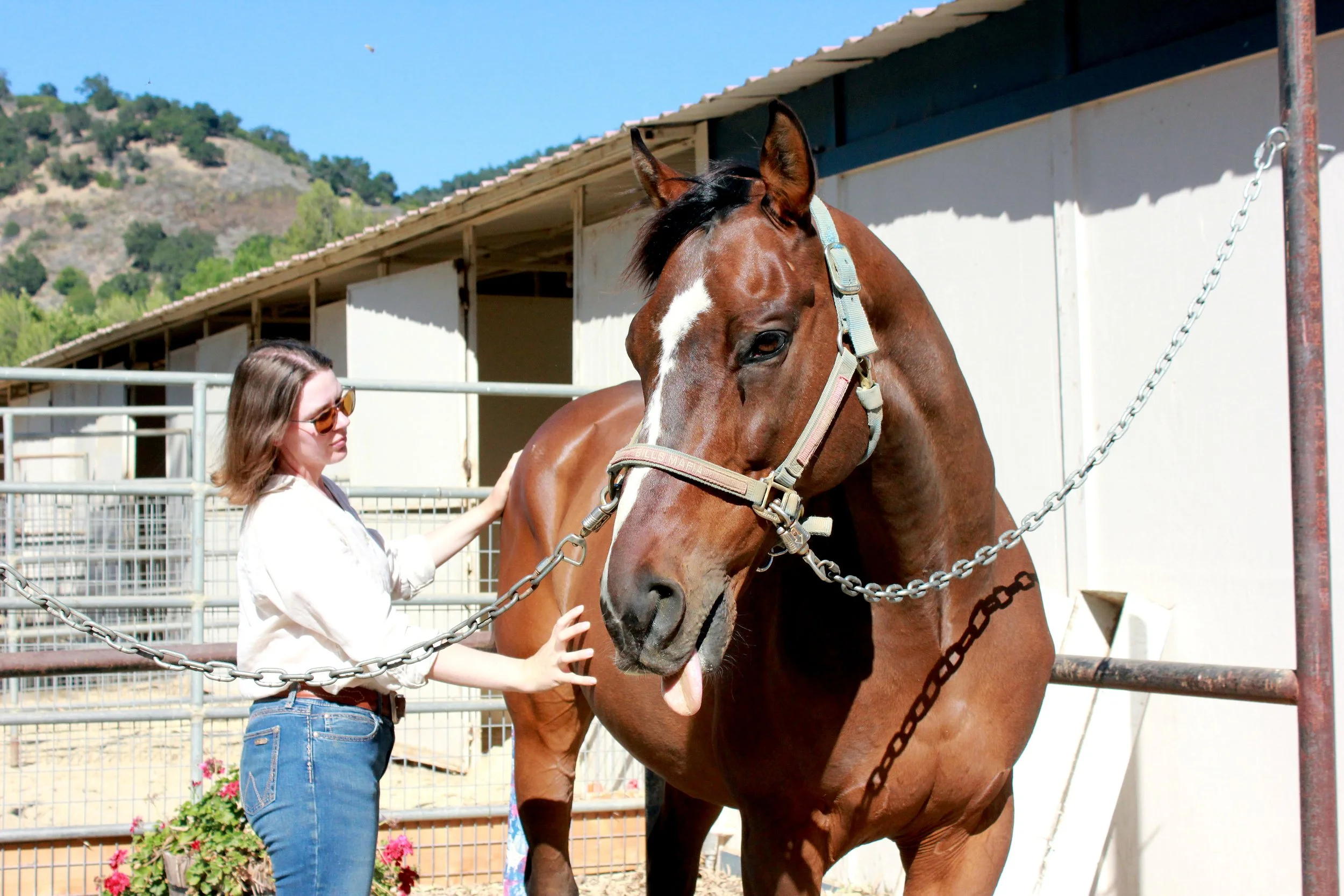 brown horse and woman equine sports massage