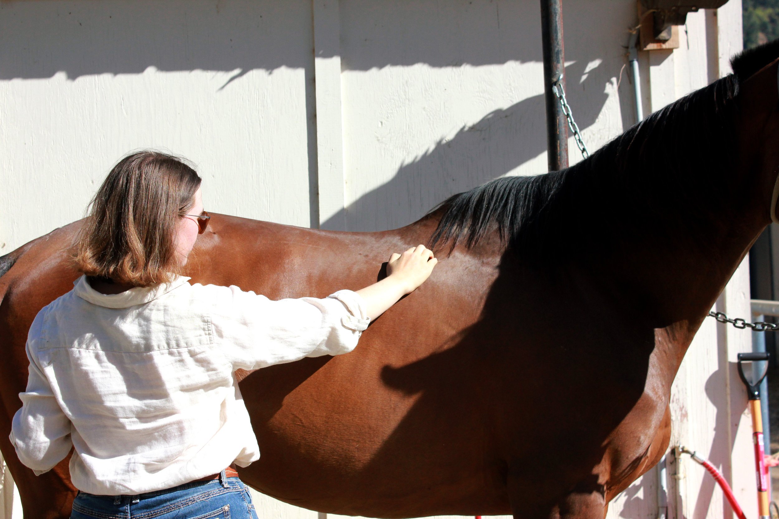 Bay horse being massaged by woman equine sports massage