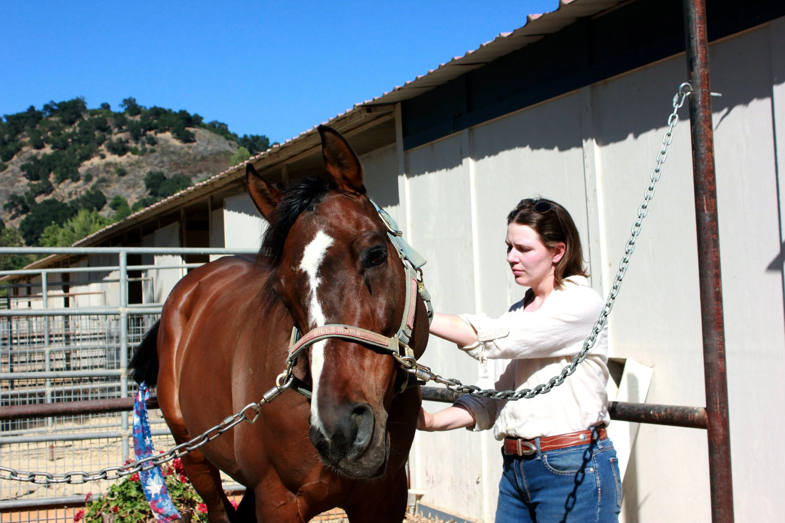 Brown horse being massaged by woman equine sports massage