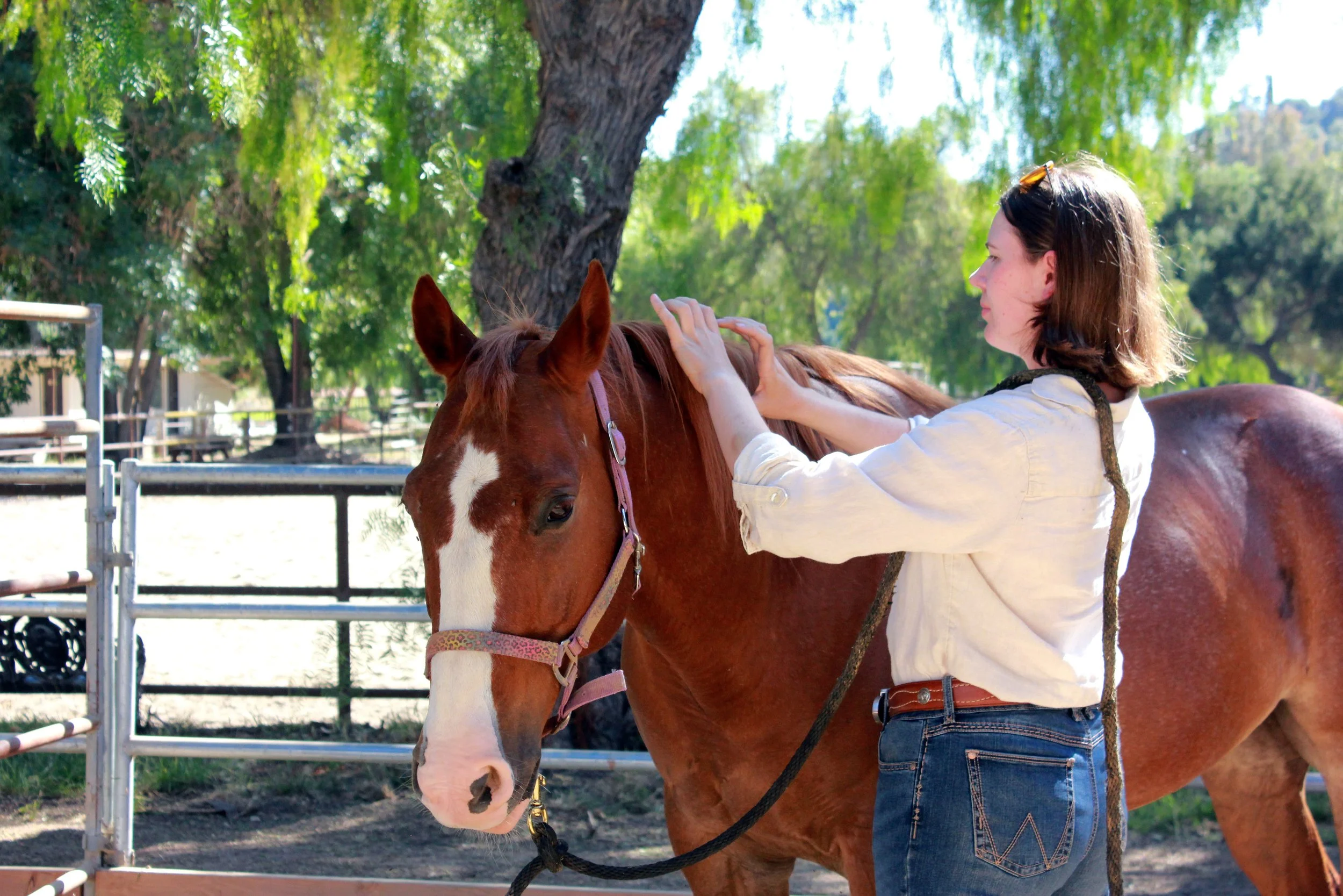 Chestnut horse being massaged by woman equine sports massage