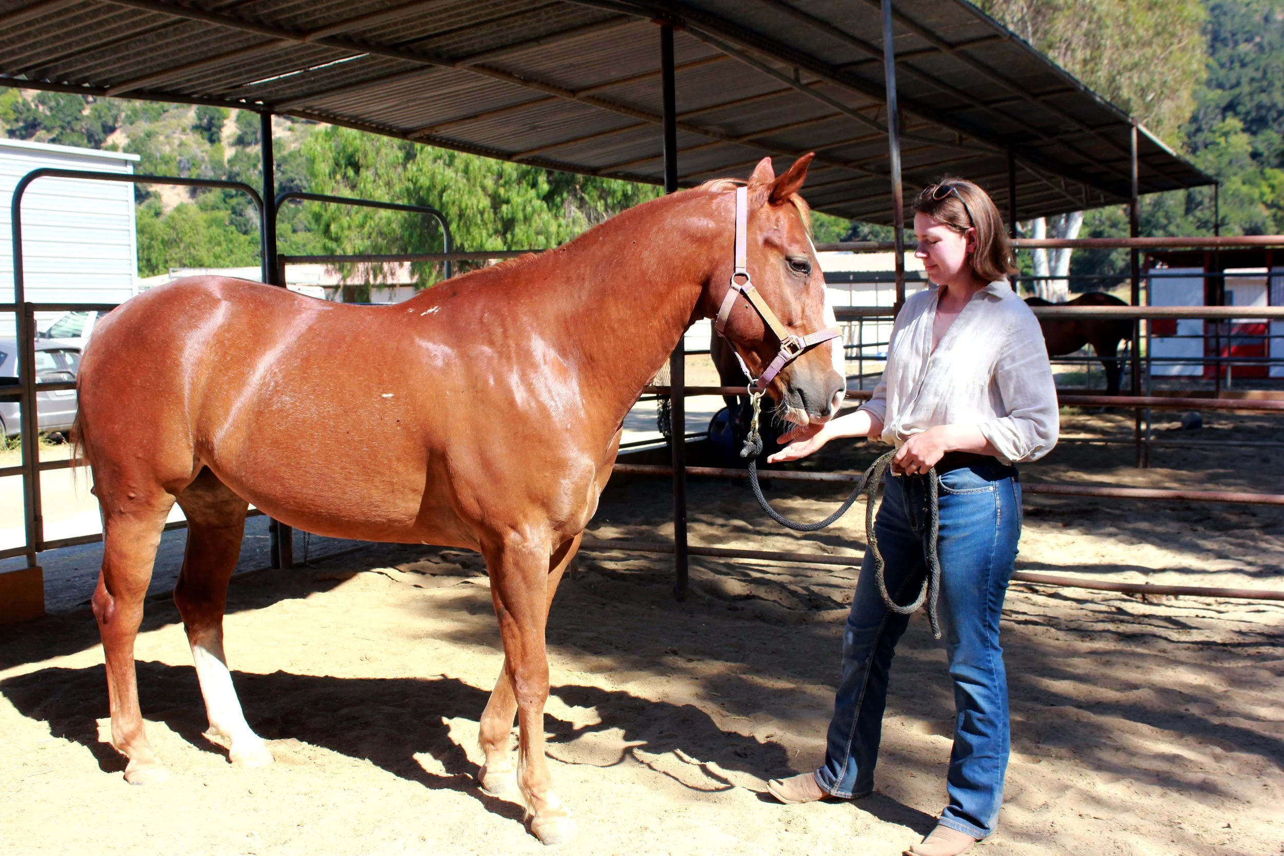 Chestnut horse and woman equine sports massage