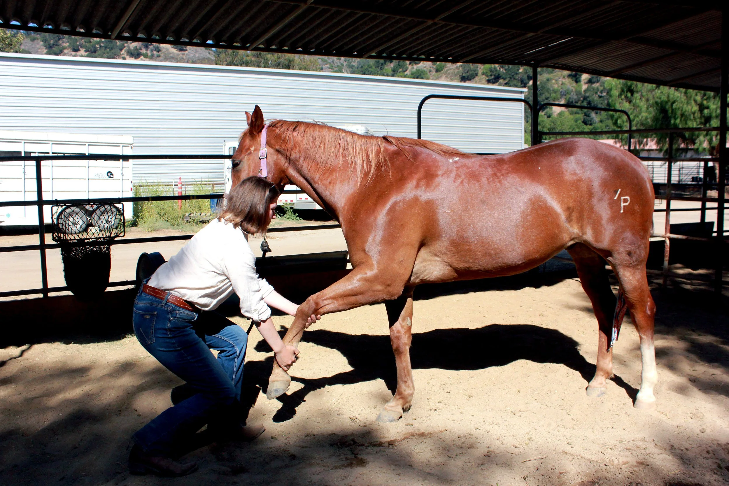 Chestnut horse being stretched by woman equine sports massage