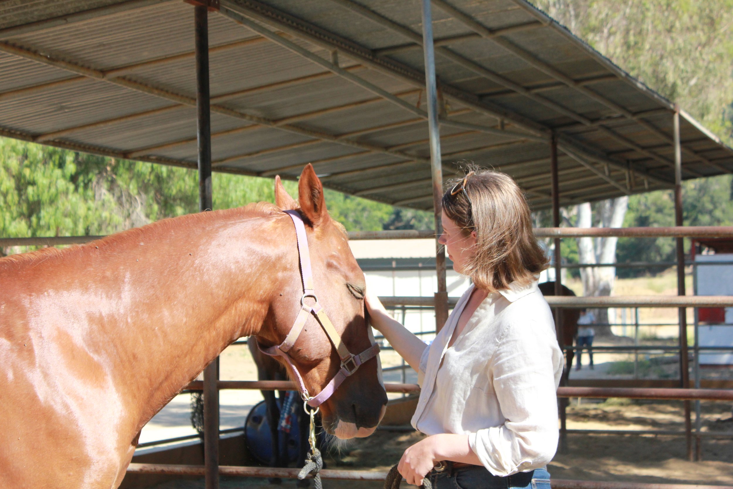 Chestnut horse and woman equine sports massage