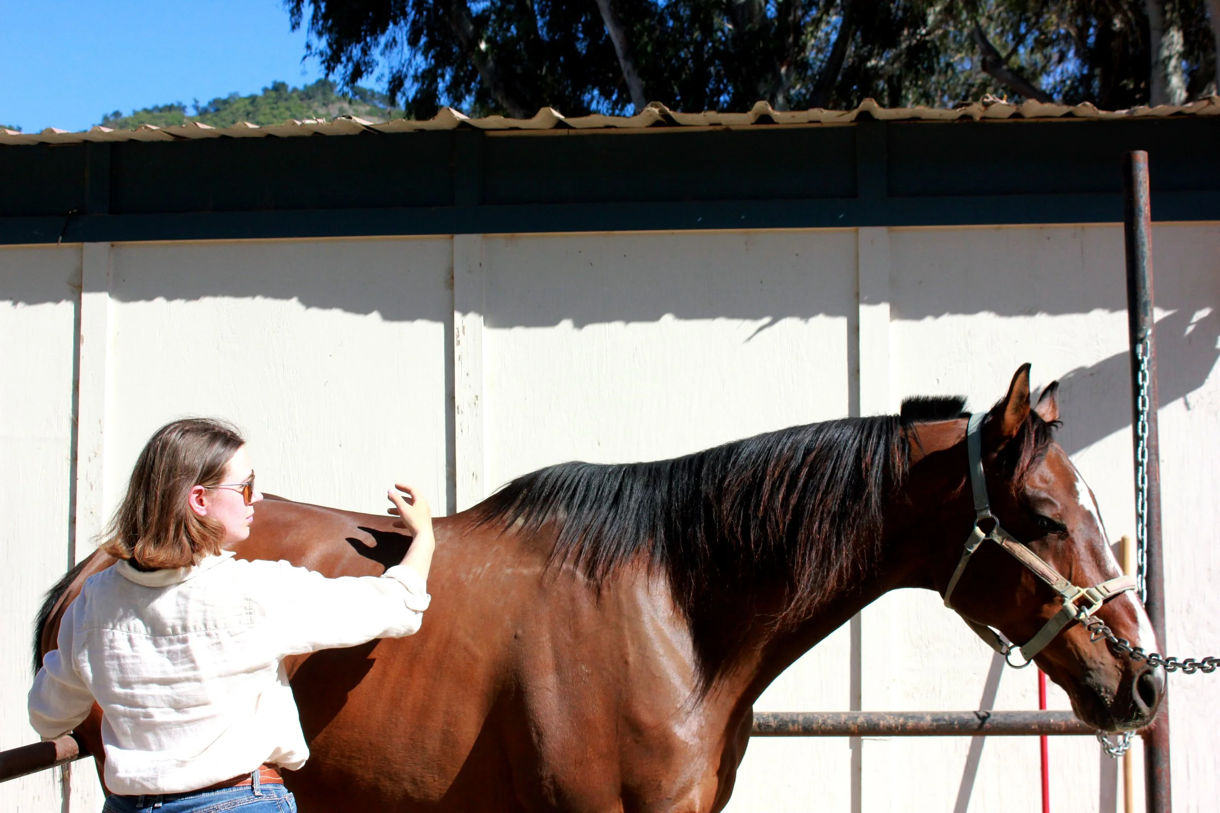 Brown horse and woman Equine Sports Massage