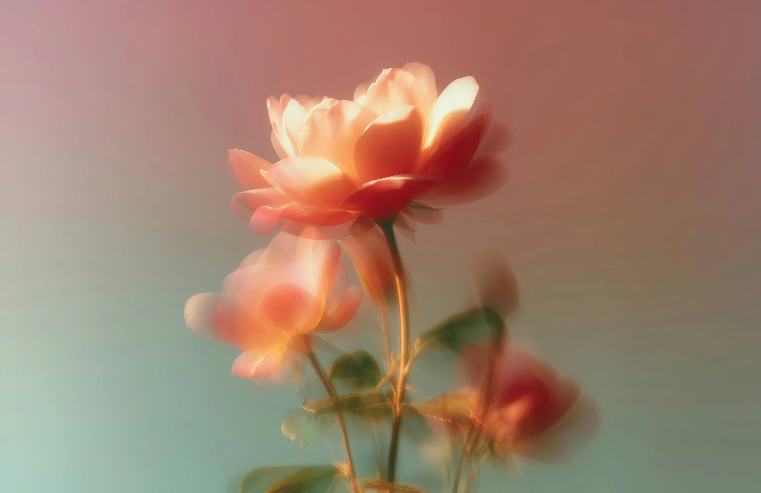 A close-up of a peach-colored flower with light pink and white petals, against a soft, blurred pink and blue background.