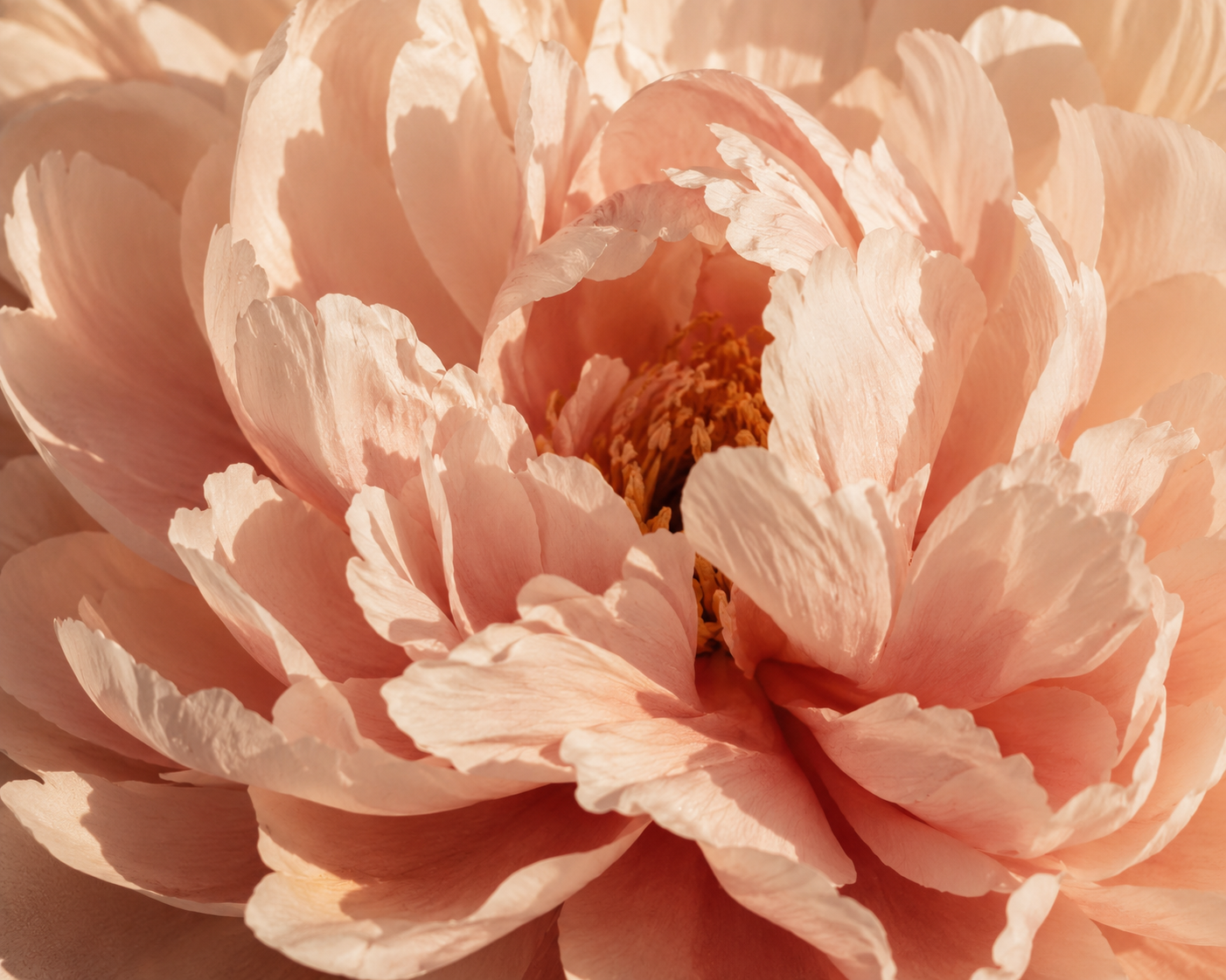 Close-up of a soft pink peony flower with layered petals and visible center stamens.