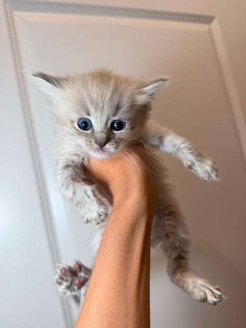 A person holding a small, fluffy gray kitten with blue eyes in front of a plain wall.