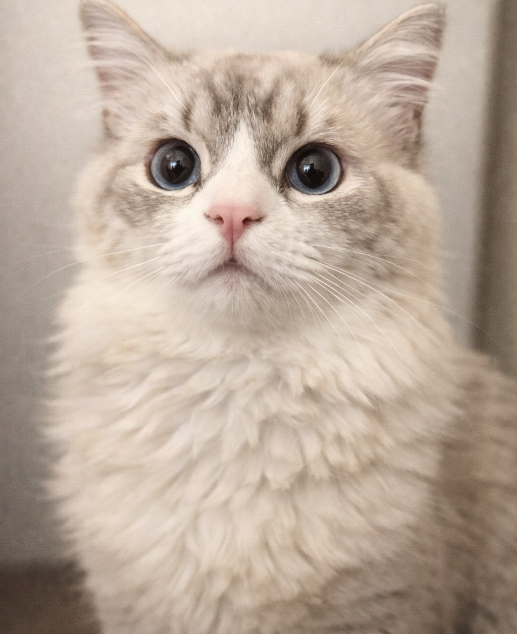 Close-up of a fluffy, cream-colored cat with blue eyes and a pink nose.