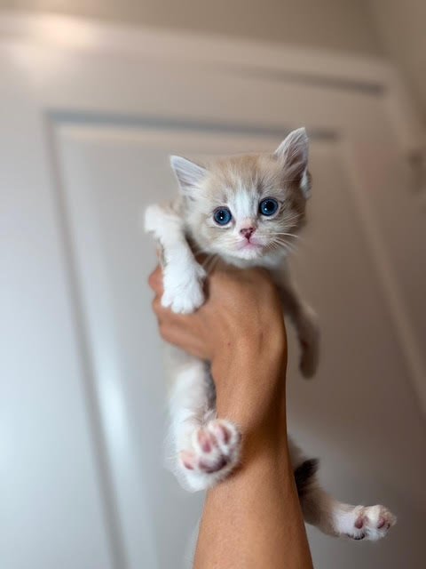 Person holding a small, fluffy kitten with blue eyes and light-colored fur indoors.