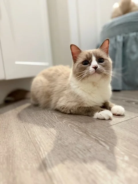 A Ragdoll cat lying on a wooden floor in a bedroom or living area.