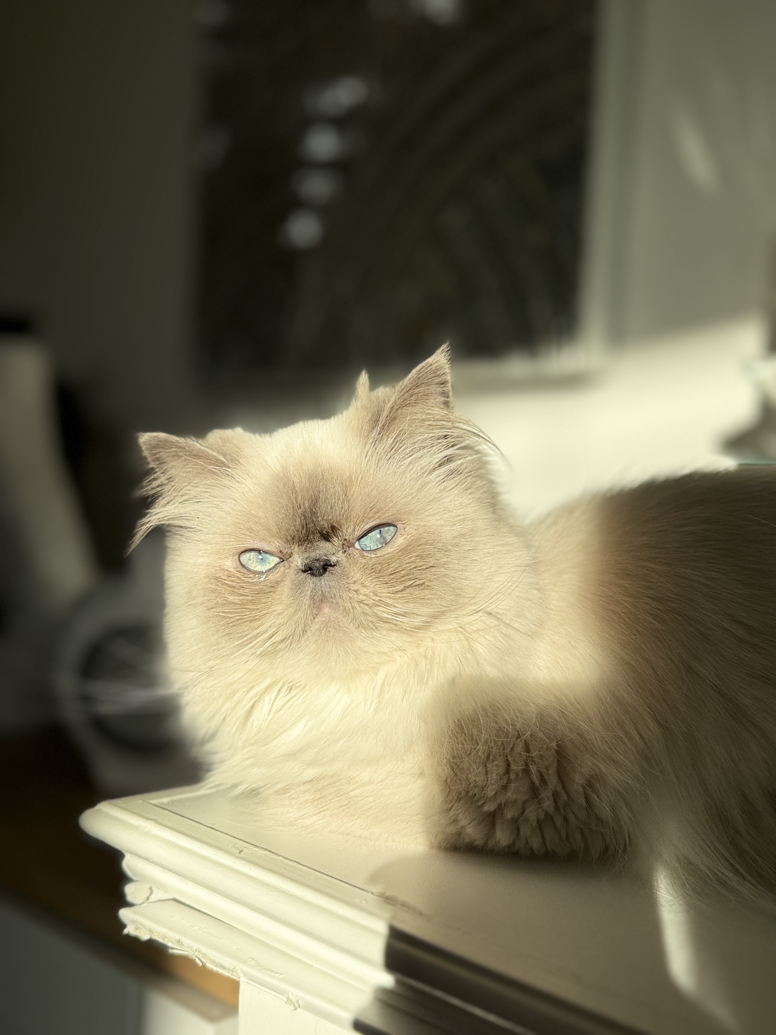 A fluffy beige kitten with blue eyes is resting on a white surface near a window. The kitten appears relaxed with its eyes partially closed.