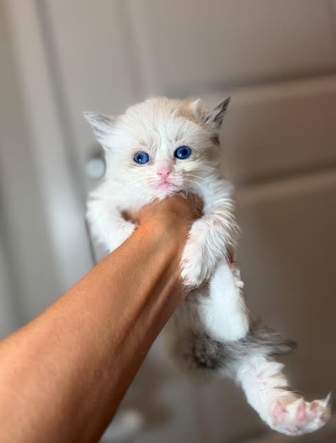 A person holding a small, fluffy white kitten with blue eyes.