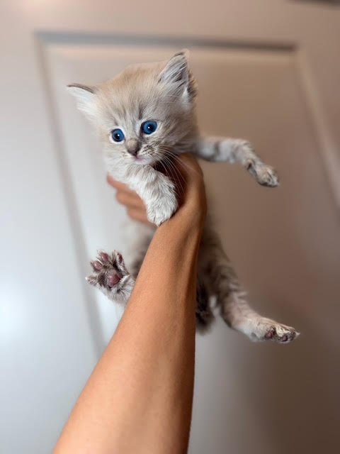 Person holding a small, gray kitten with blue eyes in front of a plain door.