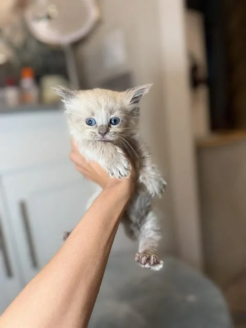 Person holding a small, fluffy, cream-colored kitten with blue eyes inside a room.