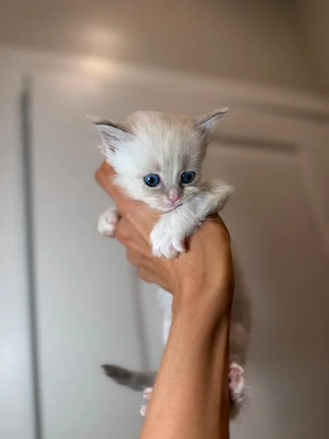A small light-colored kitten with blue eyes is being held up in a person's hand against a neutral background.