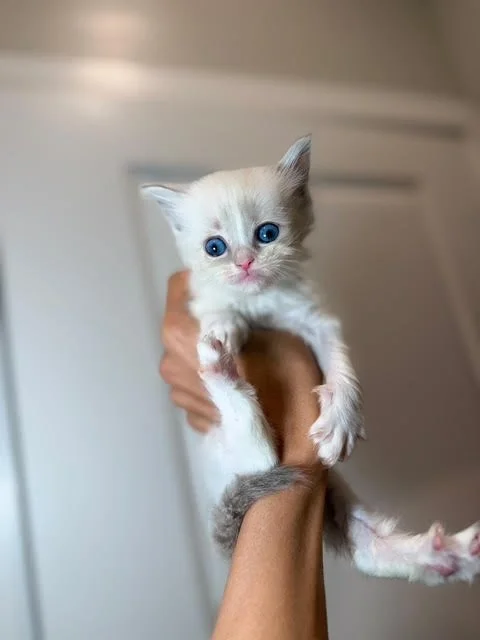Person holding a tiny white kitten with blue eyes and fluffy fur, indoors.