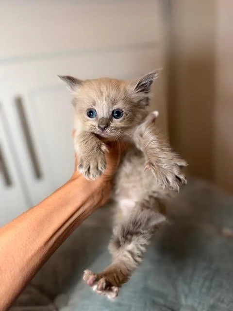 A person holding a tiny, light-colored kitten with blue eyes indoors.