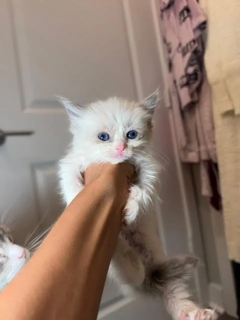 Person holding a fluffy white kitten with blue eyes inside a room, with pink and black clothing hanging in the background.