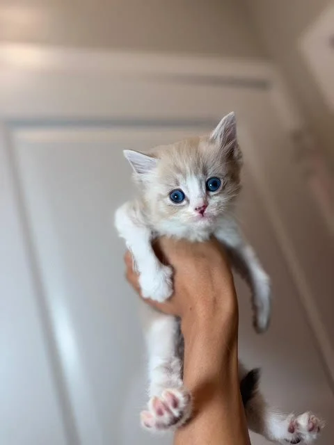 A small, fluffy kitten with blue eyes being held up by a person's hand in an indoor setting.