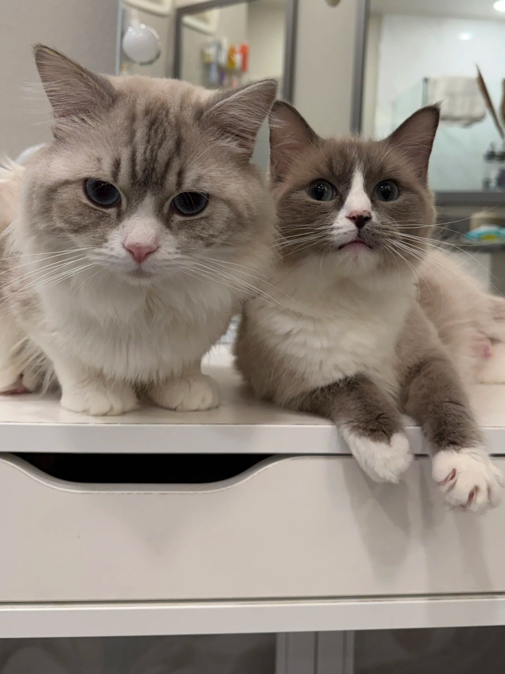 Two cats lying on a white surface, with a background of storage shelves and a glass door, one with beige and white fur and the other with brown, white, and gray fur.