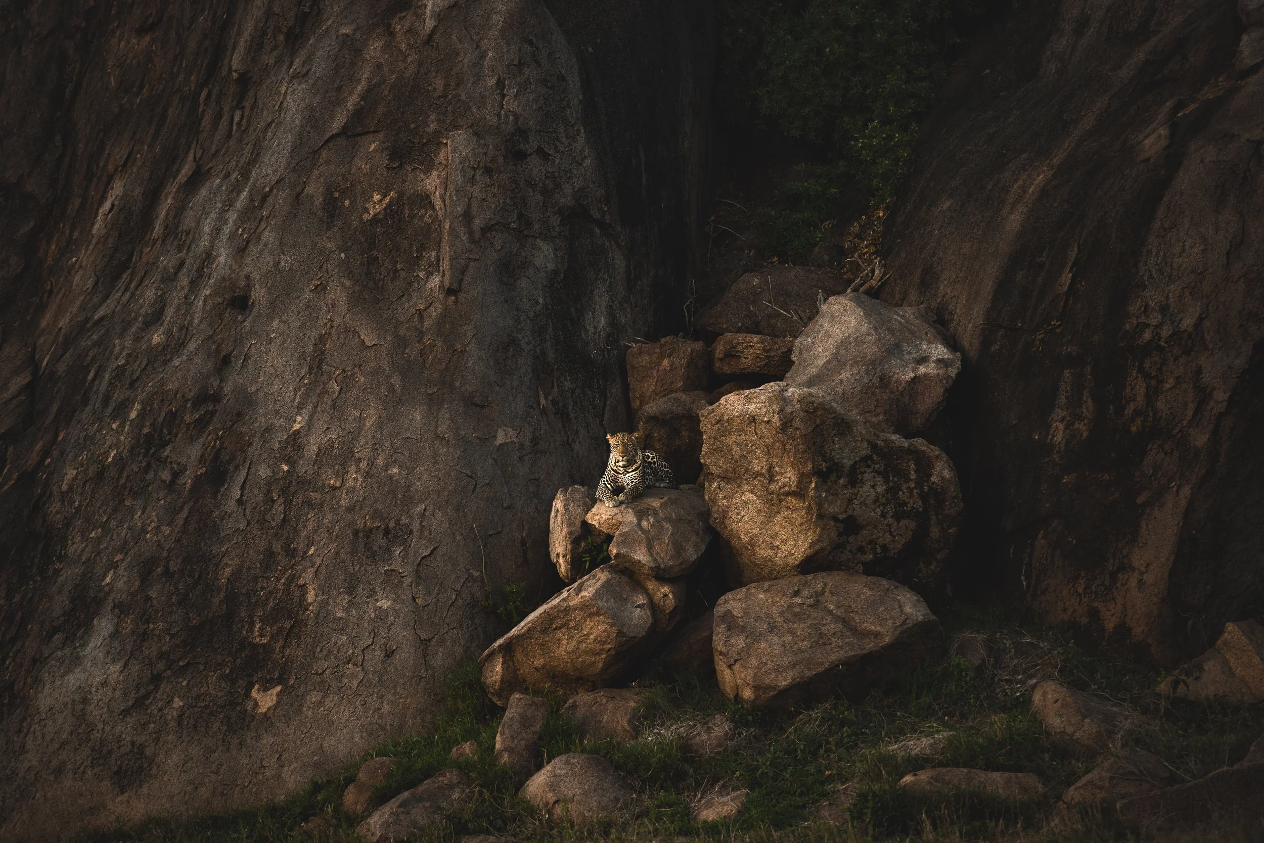  Federico Veronesi  
In Federico Veronesi’s Africa, the wild is not captured, but felt. Through silence, shadow, and extraordinary light, he reveals a world at once fleeting, immense, and profoundly alive.