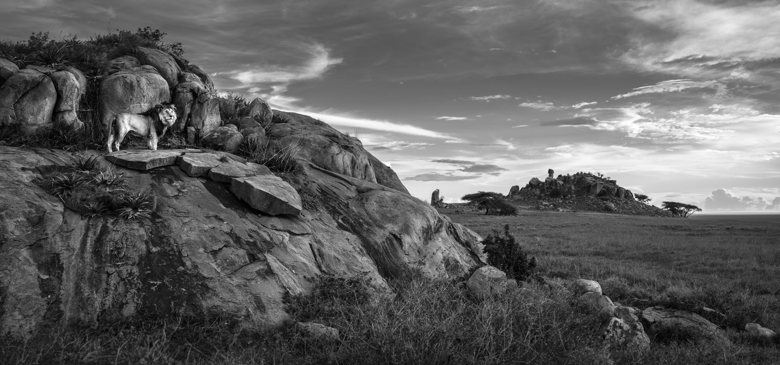 Lion and rocky landscape