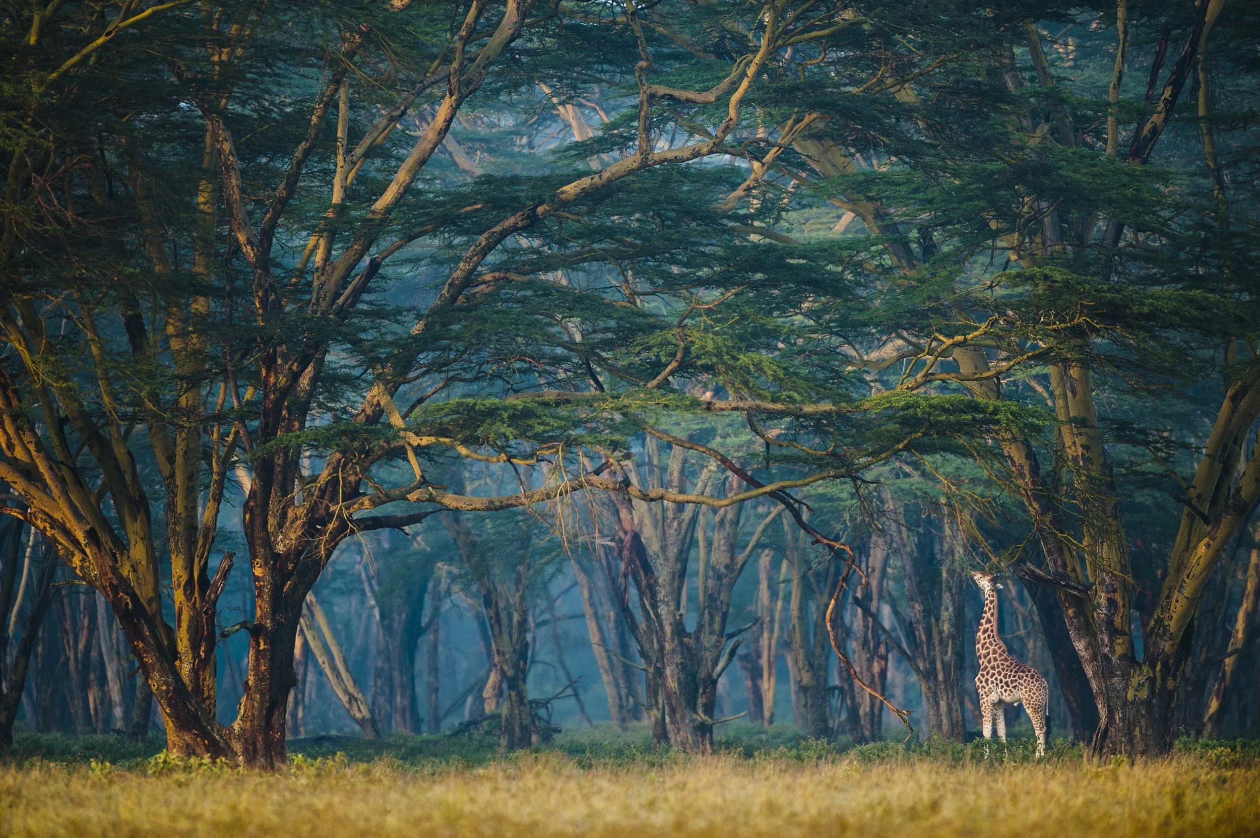 Giraffe in the forest