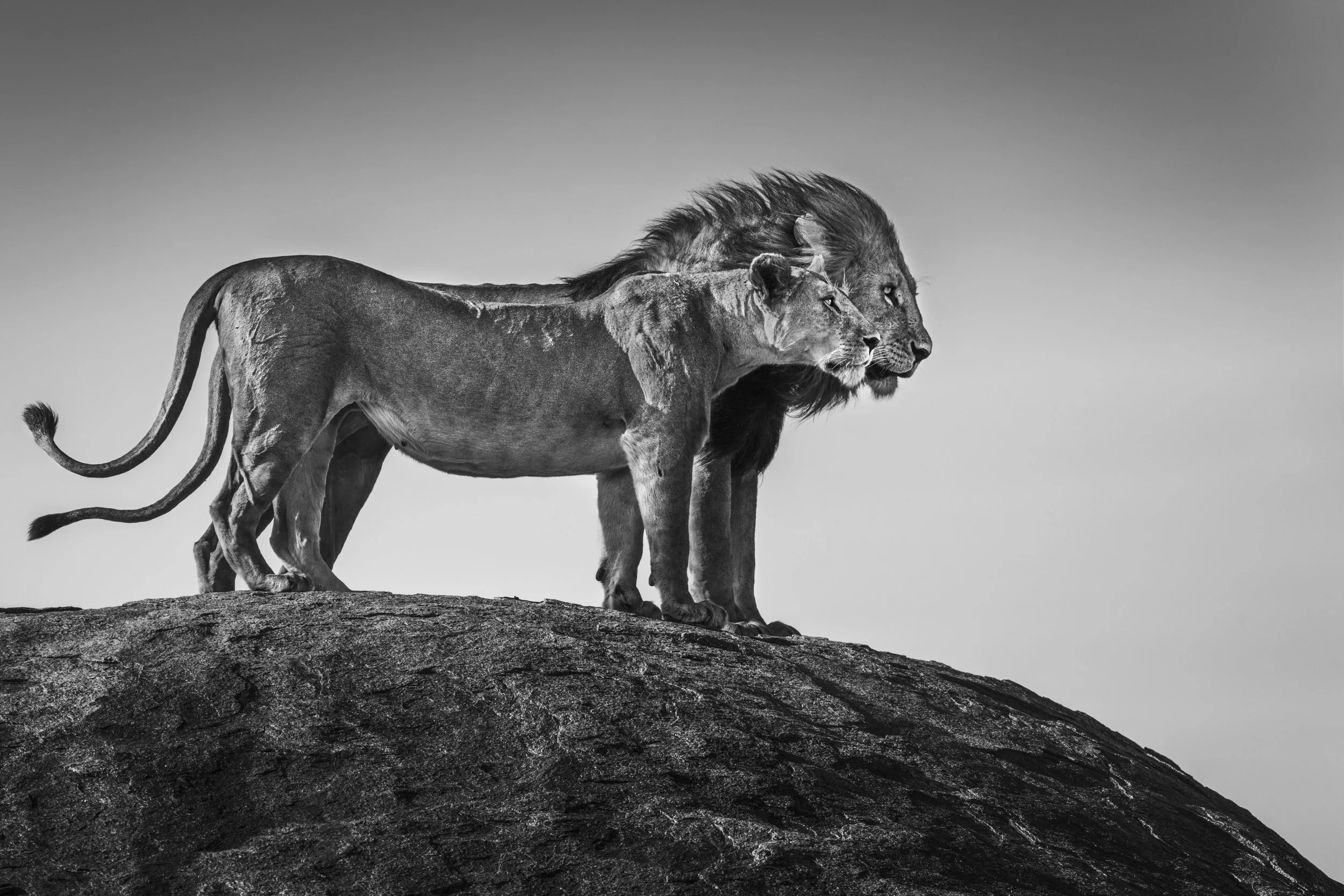 Lions on a ridge