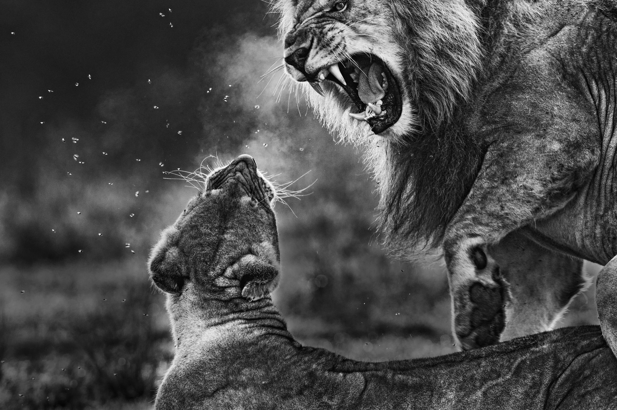 A group of lions