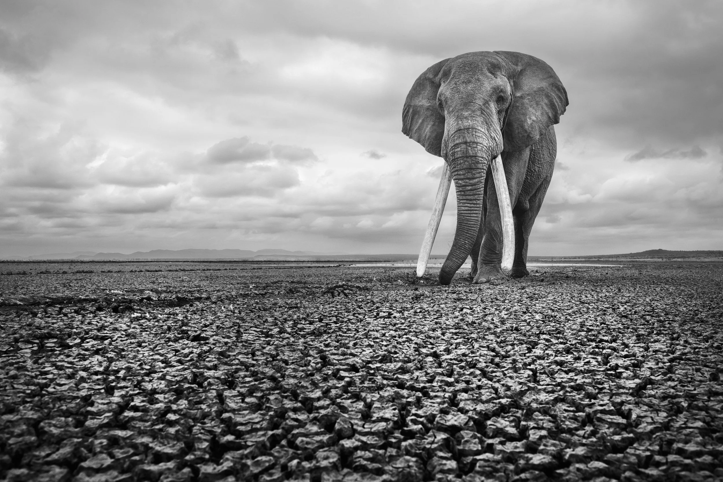 Elephant under vast skies
