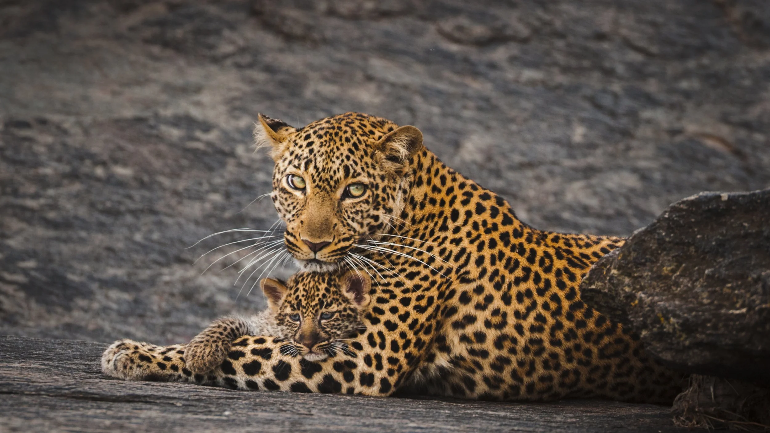 Leopard and cub