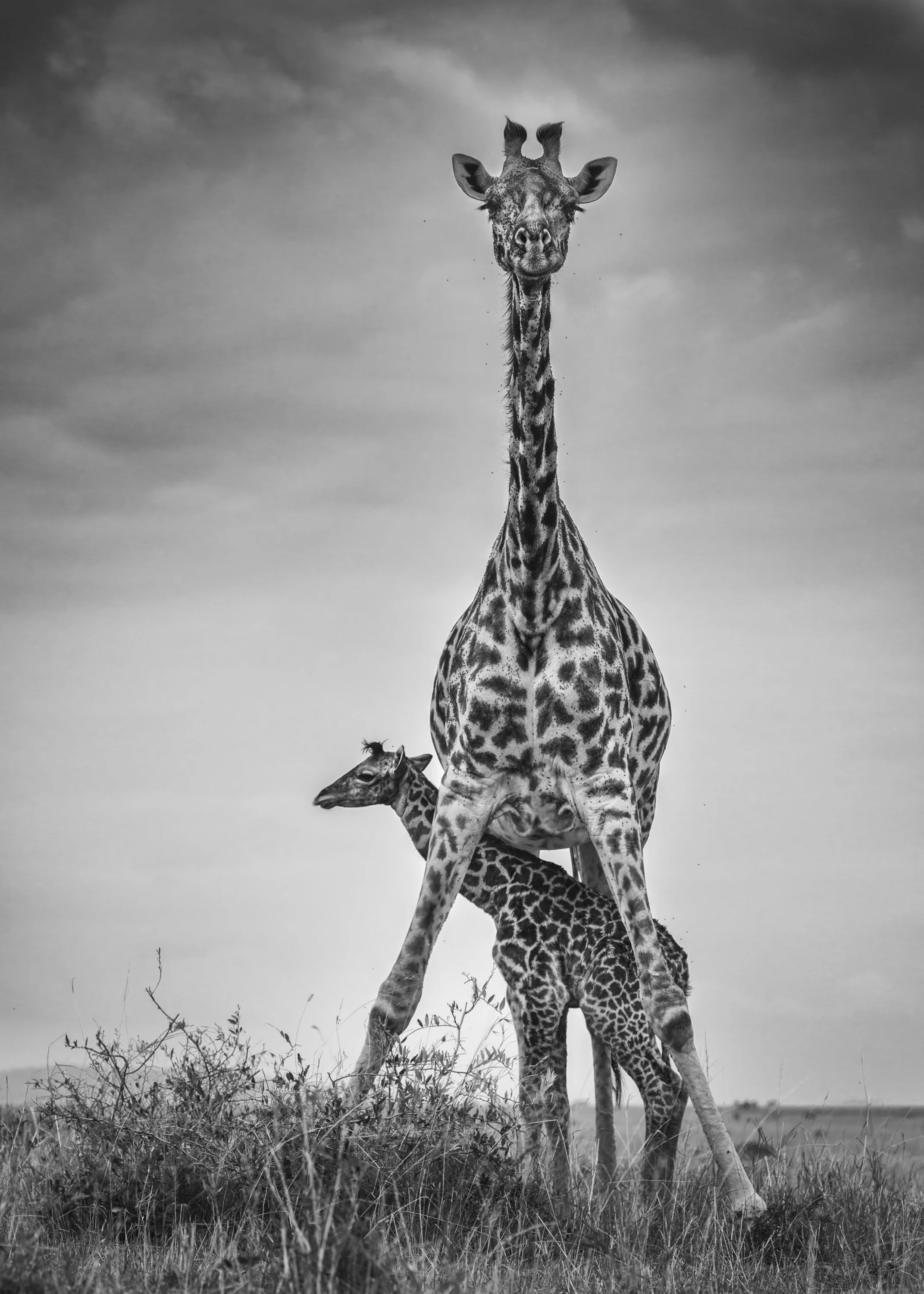 Giraffes on the plains