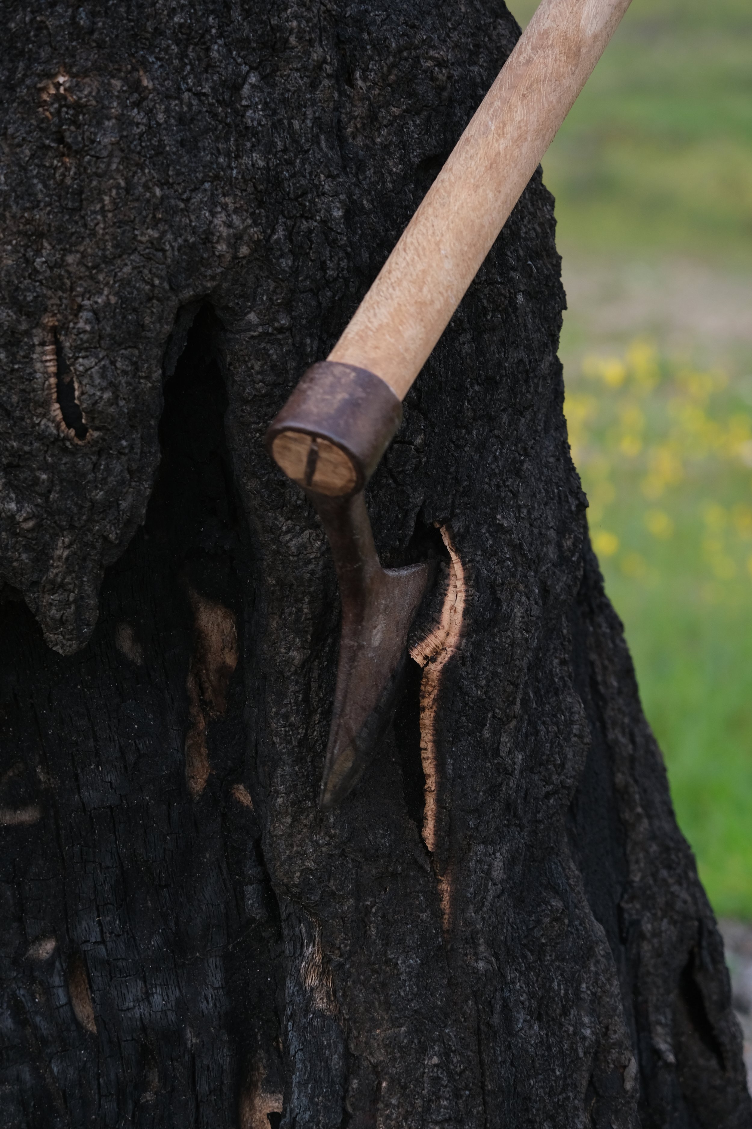 Burnt_Cork_INSPO_Harvesting©Clement-Chevelt.jpg