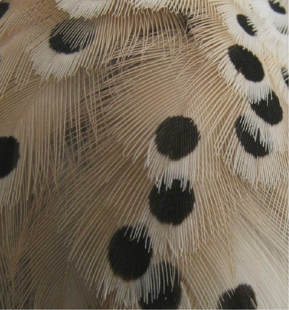 PICS-108.png