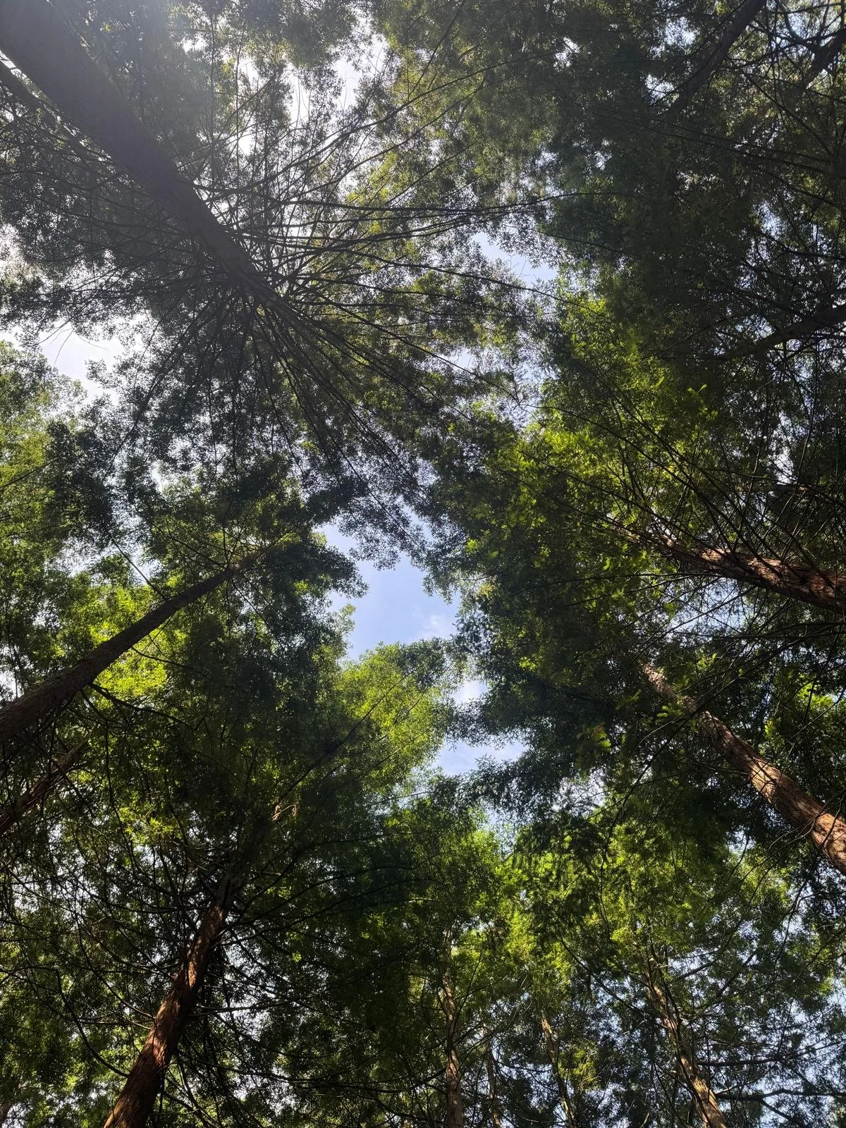 Looking up at tall trees in a dense forest canopy with sunlight filtering through the leaves.